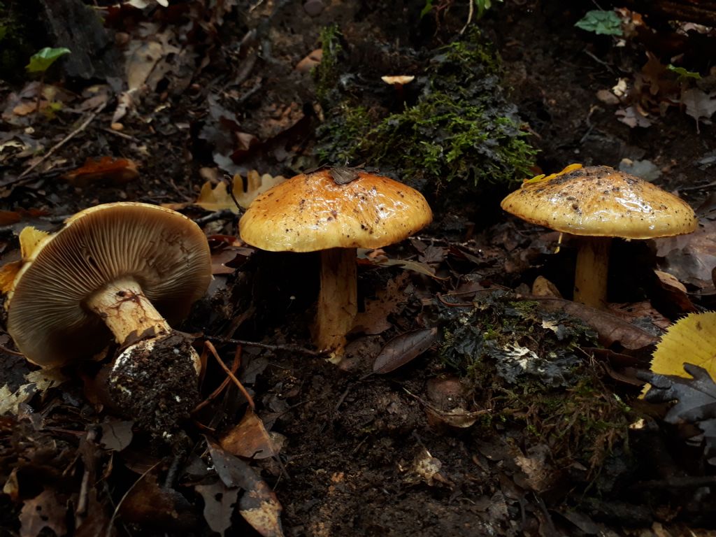 cortinarius verso Cortinarius quercus-ilicis o C. aurilicis