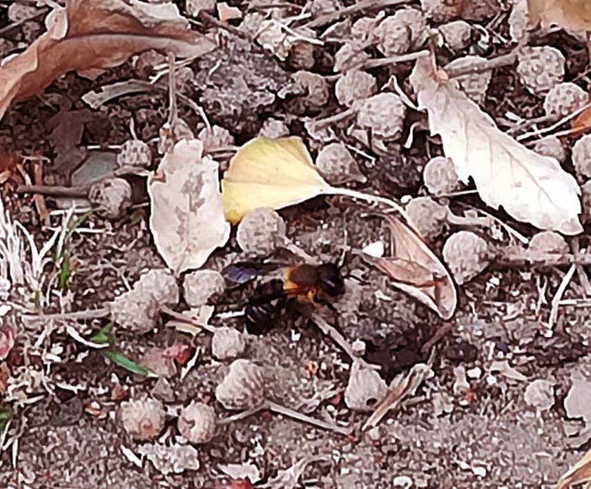 imenottero inusuale: Megachile sculpturalis  (Apidae Megachlinae)