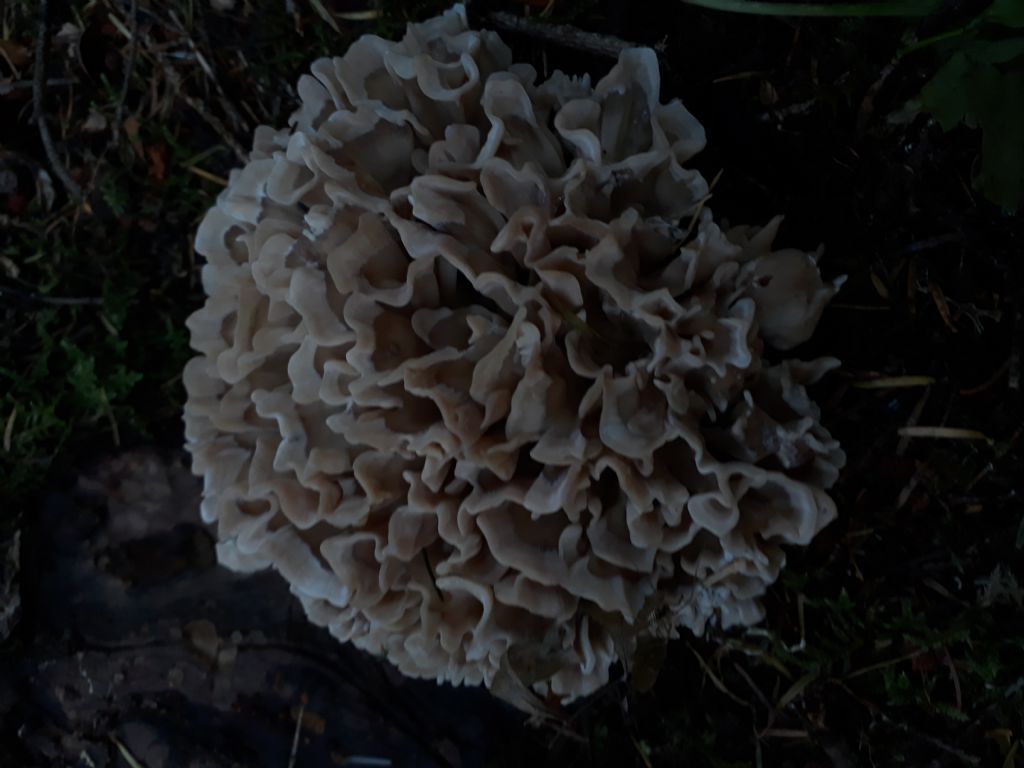 sparassis di abete bianco