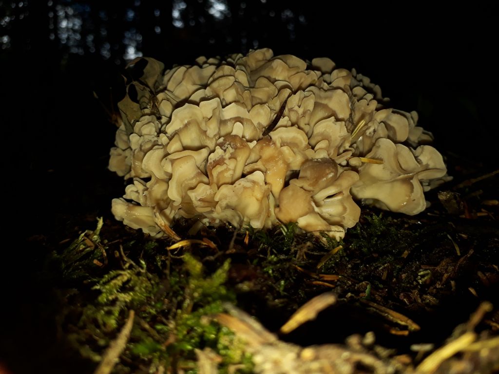 sparassis di abete bianco