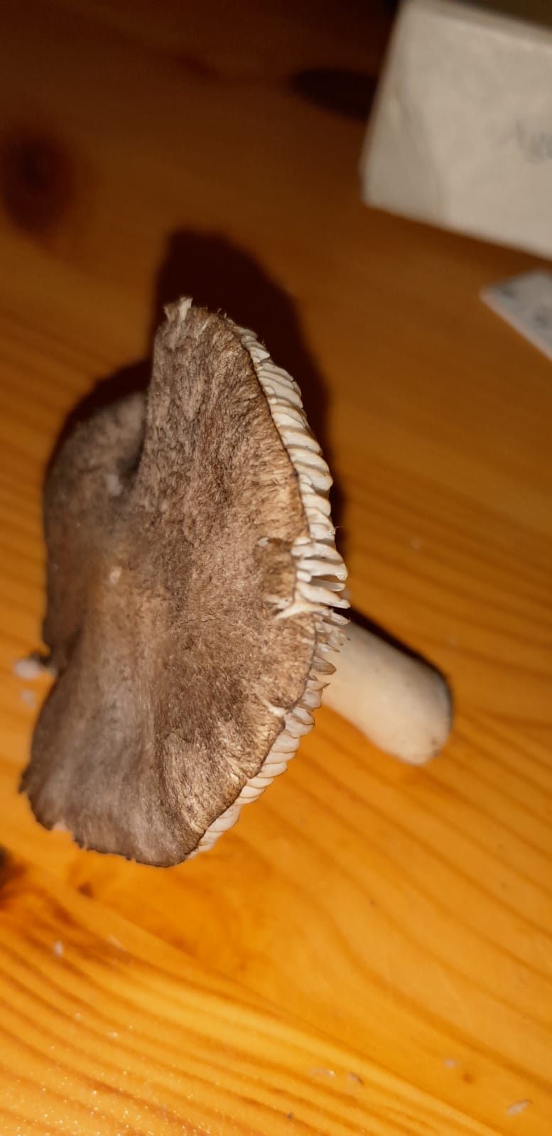 Tricholoma condominiale