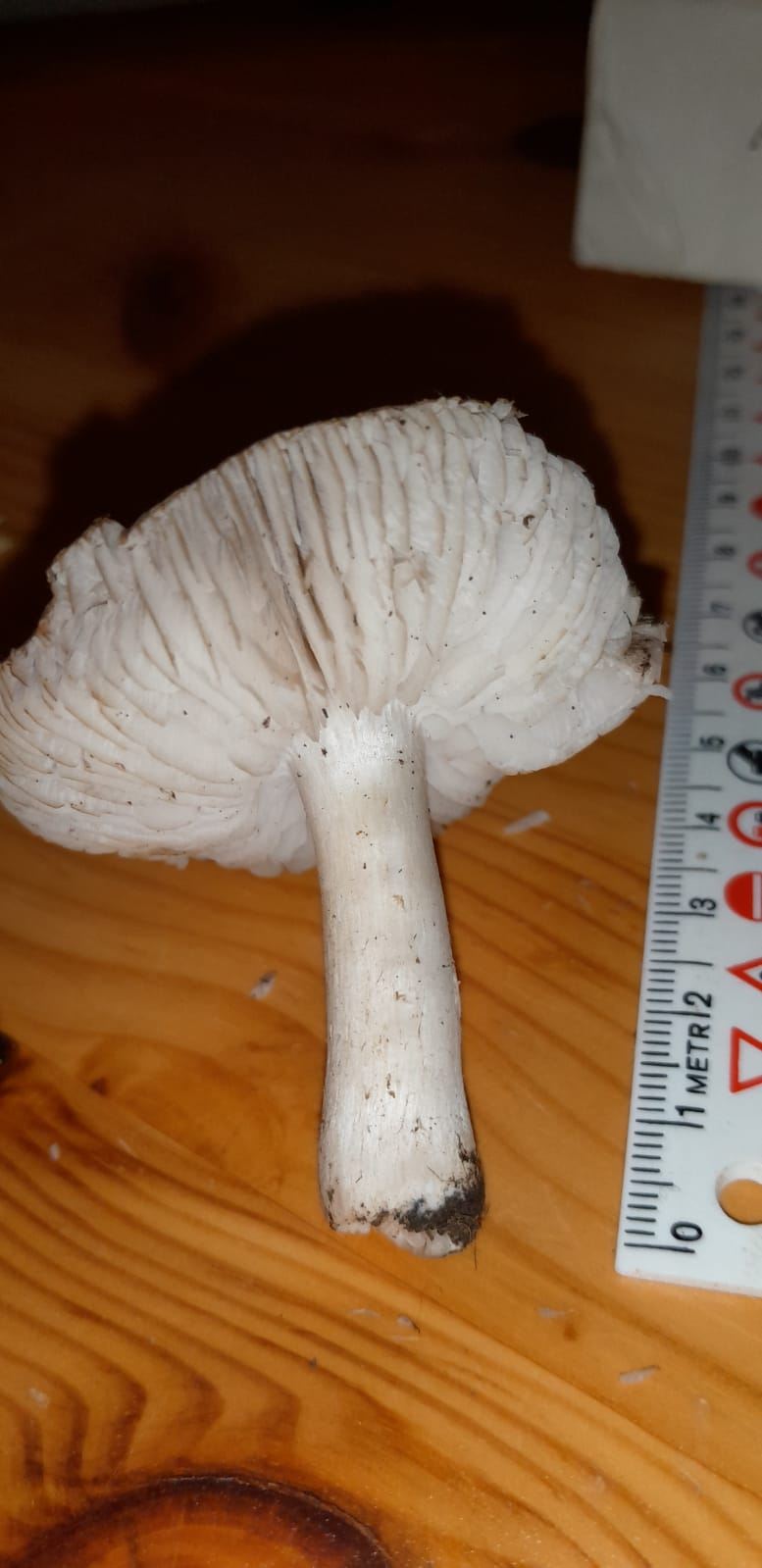 Tricholoma condominiale