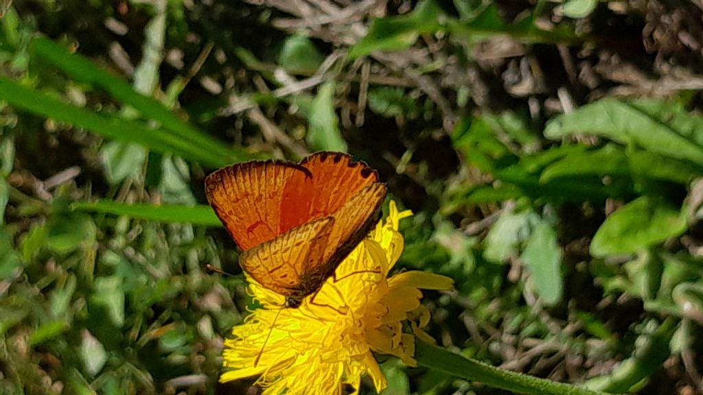 Lycaeana virgoaurea maschio