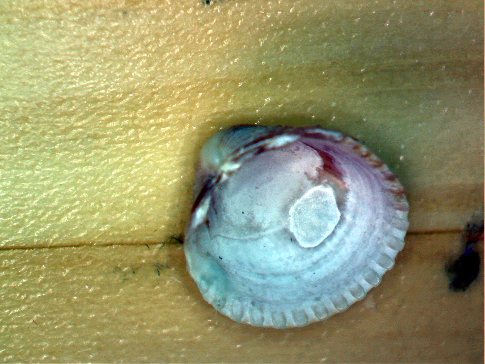 Bivalve cardide mignon