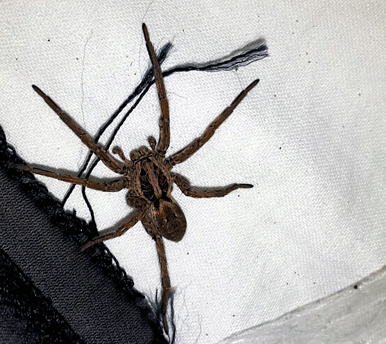 Lycosidae: Hogna radiata ??   S !  - Albinia  (GR)