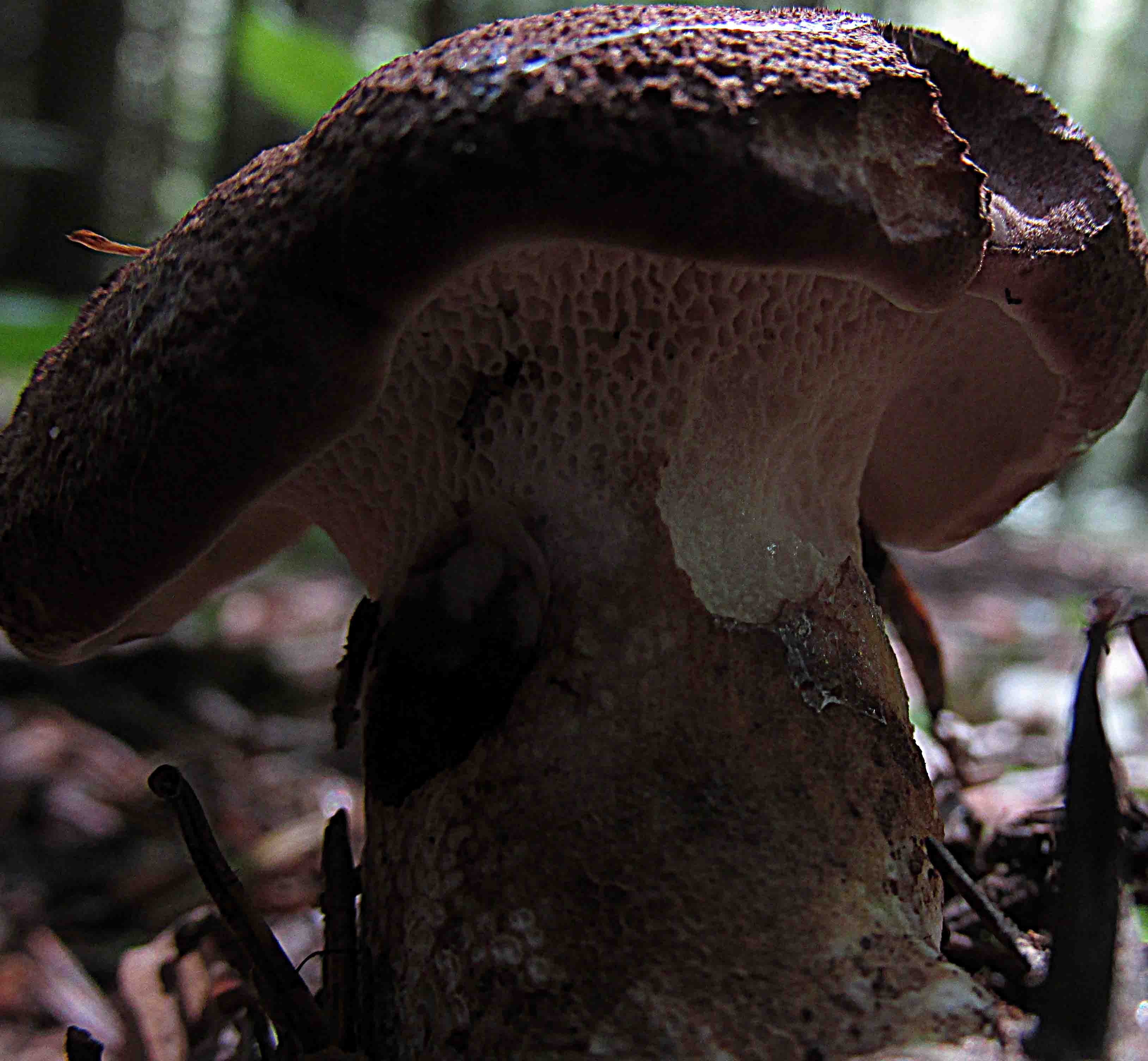 Poliporacea giovane pes caprae?