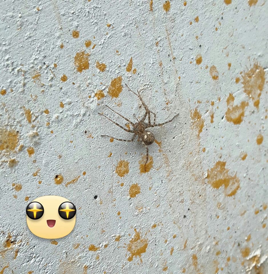 ragno a scuola bisogna preoccuparsi?  No!  Tegenaria sp. - Pisa