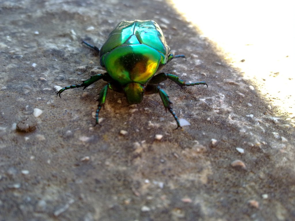 Coleottero verde da ID: Cetonischema aeruginosa?