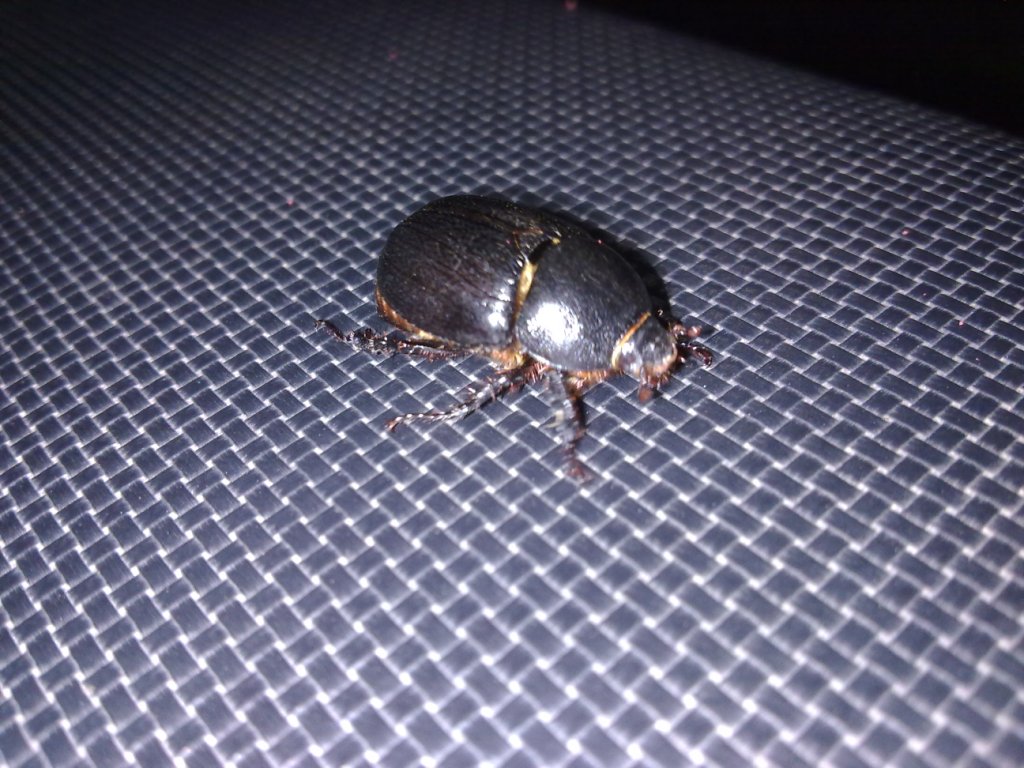 Piccolo coleottero da ID - Pentodon bidens ssp. punctatus