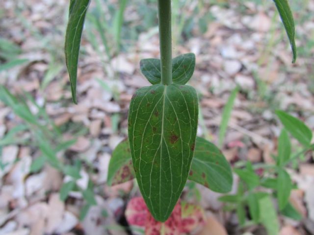 Hypericum perfoliatum