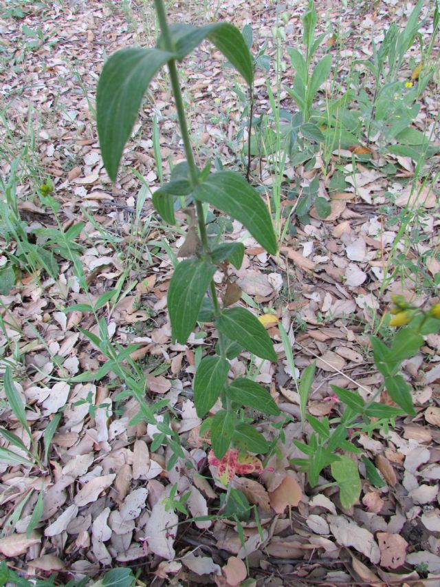 Hypericum perfoliatum