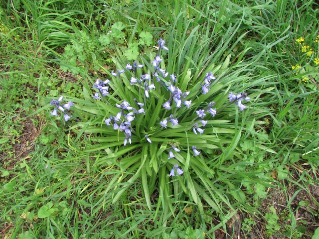 Hyacinthoides x massartiana in Calabria