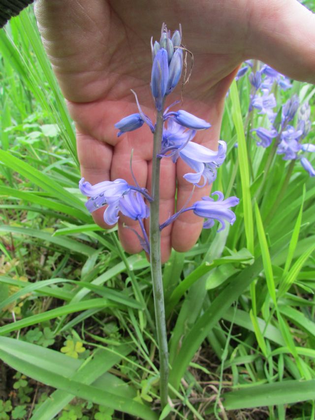 Hyacinthoides x massartiana in Calabria