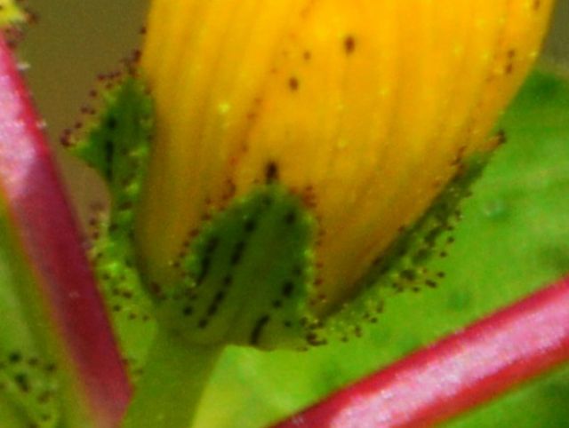 Hypericum perfoliatum