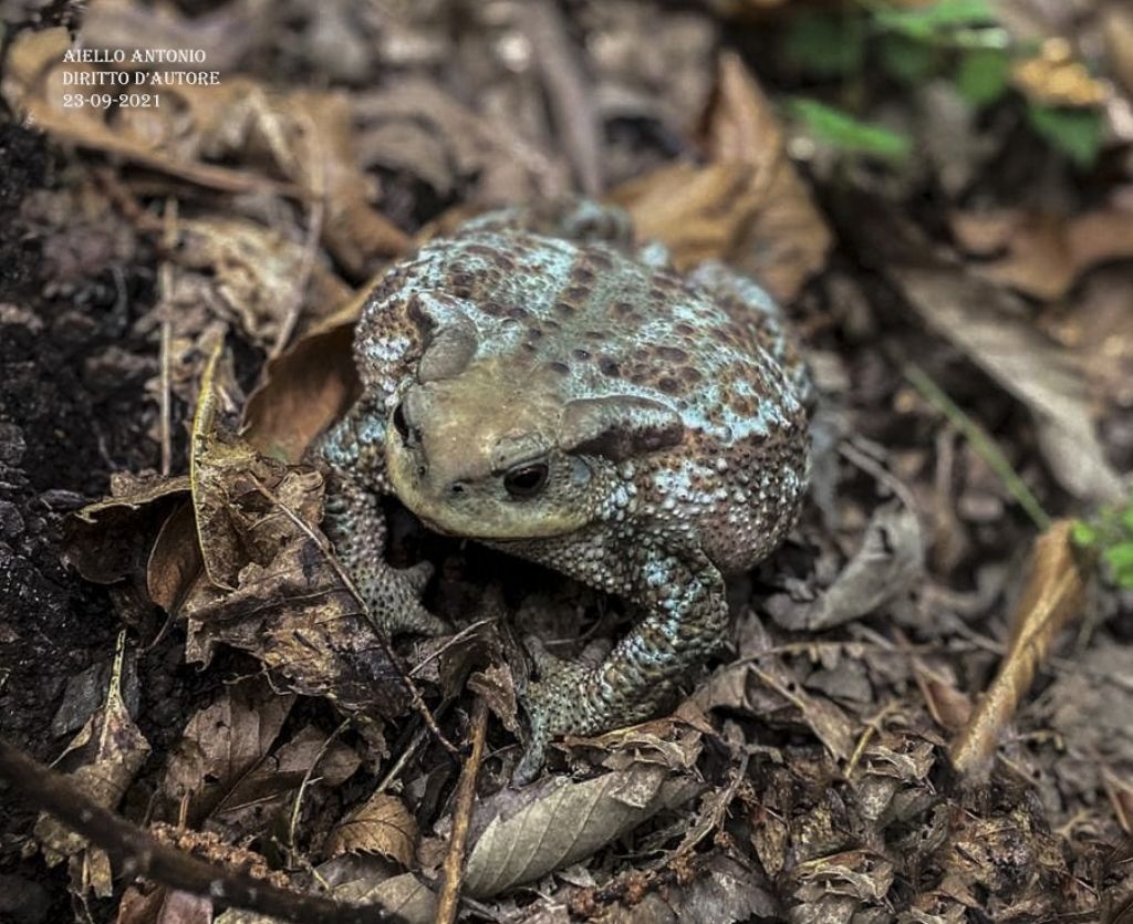 Richiesta di determinazione - Bufo bufo