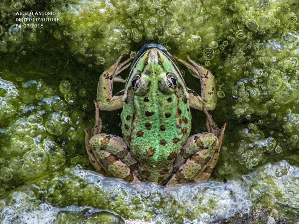 Richiesta di determinazione - Pelophylax sp.