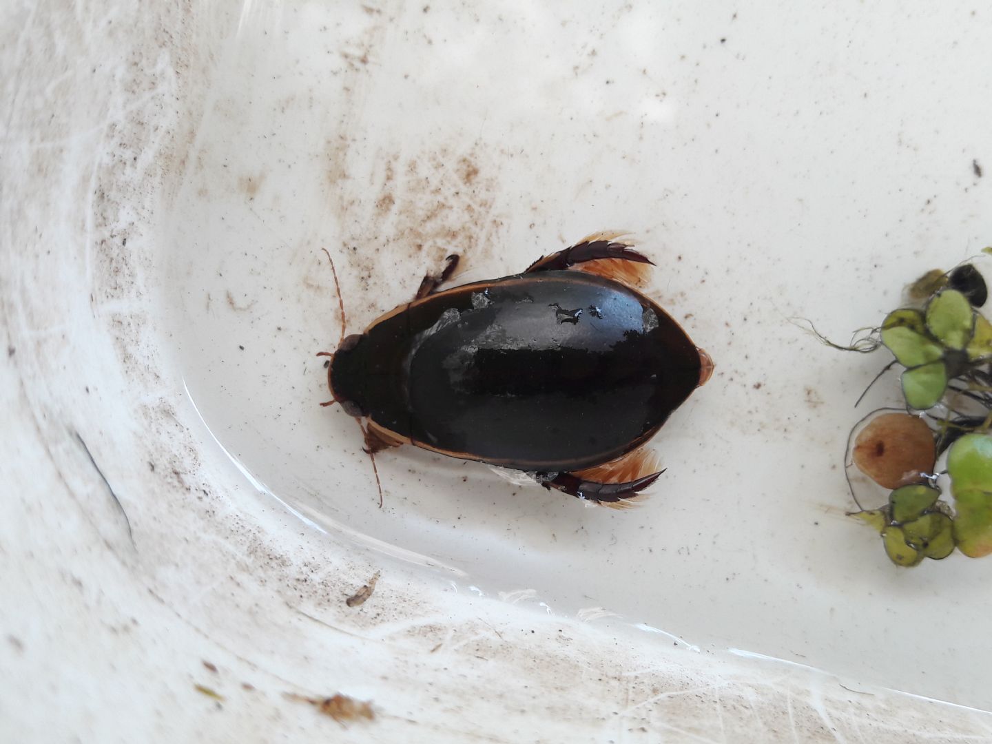 Dytiscidae: Cybister lateralimarginalis