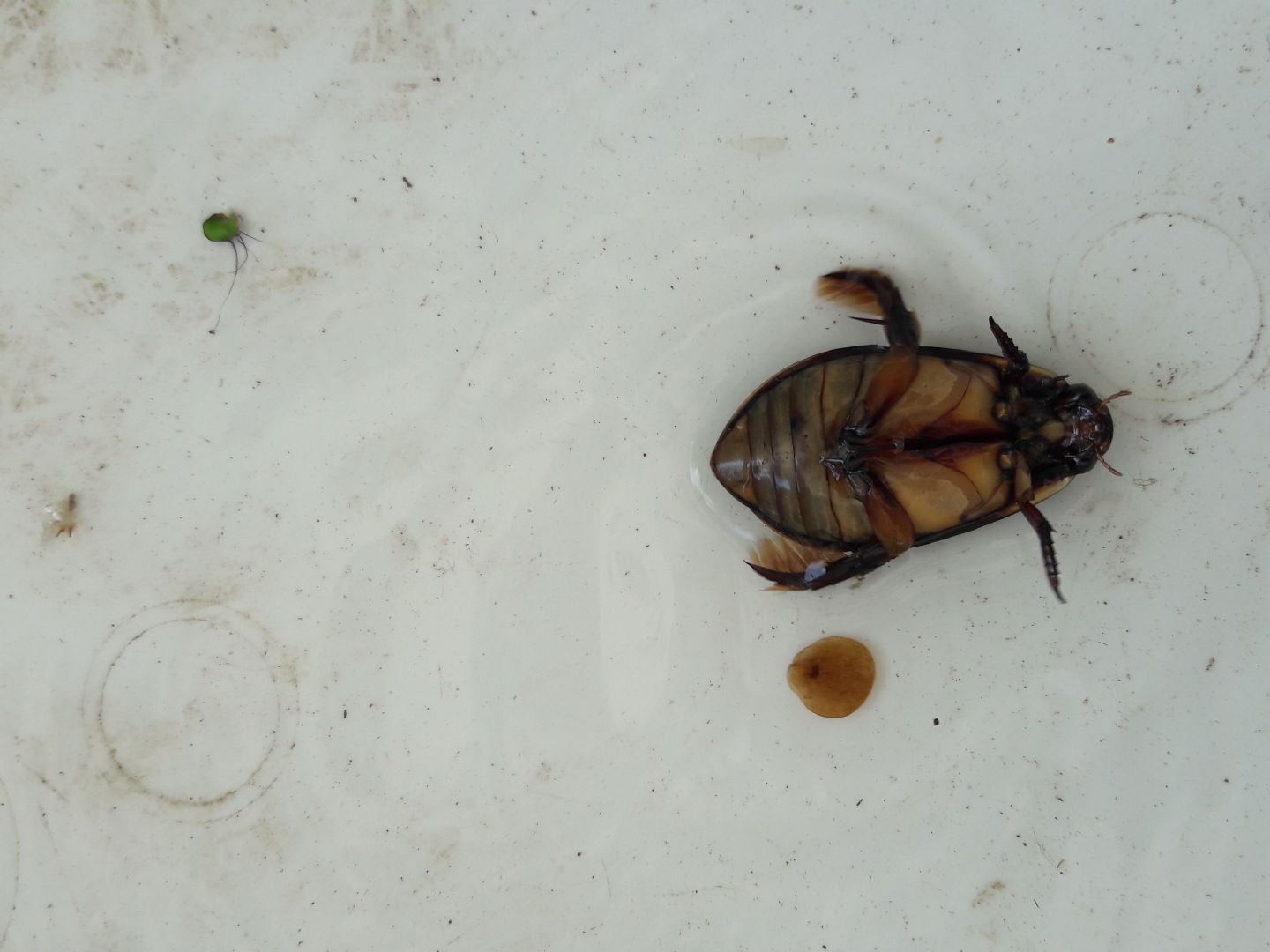 Dytiscidae: Cybister lateralimarginalis