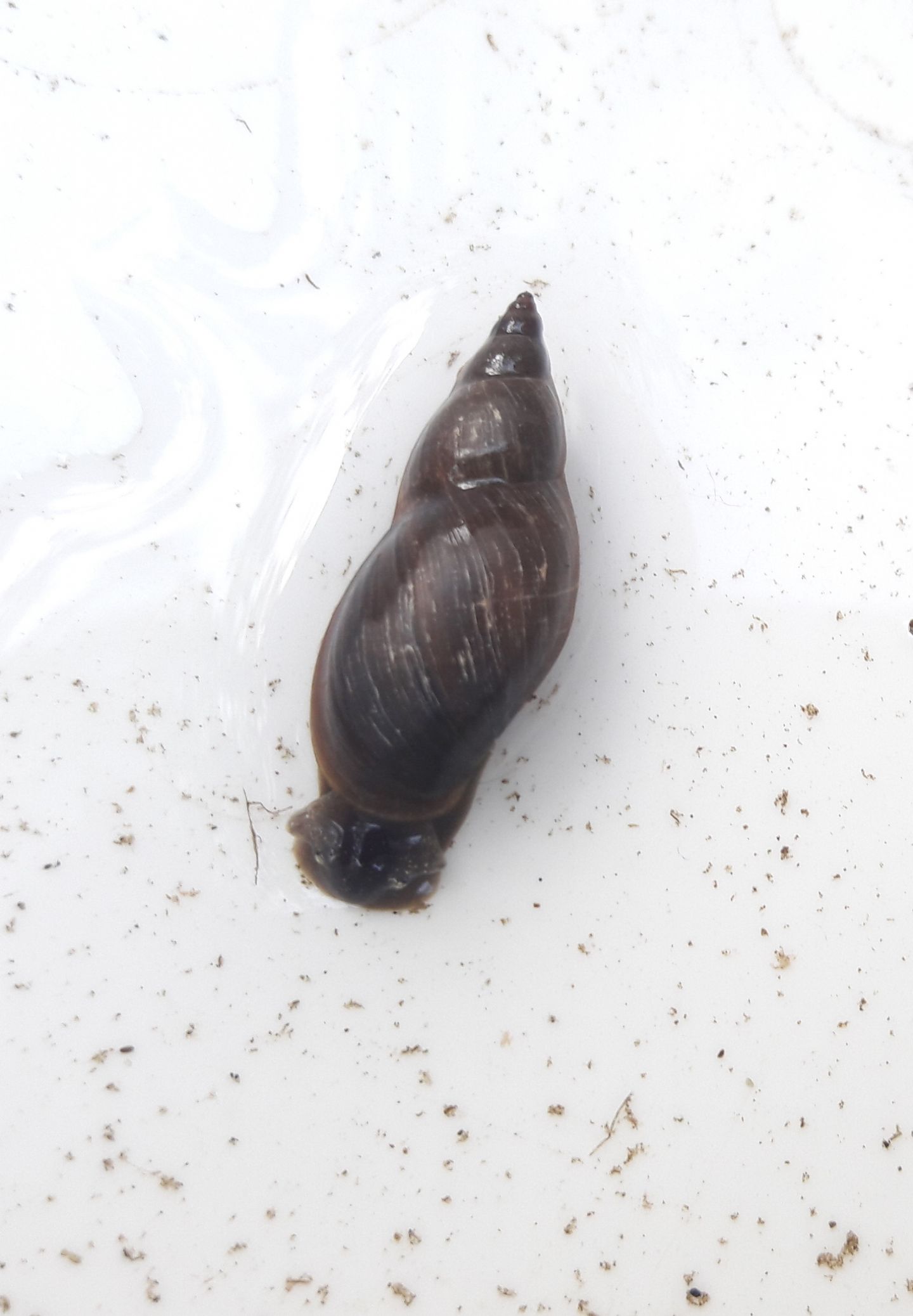 Qualcuno riconosce questo gasteropode?