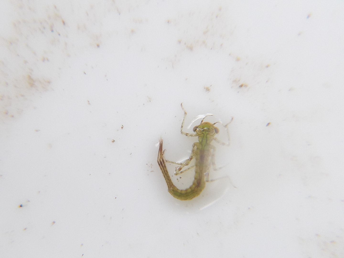 Ninfe di damigella(?)