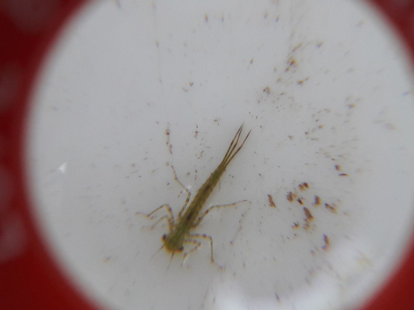 Ninfe di damigella(?)