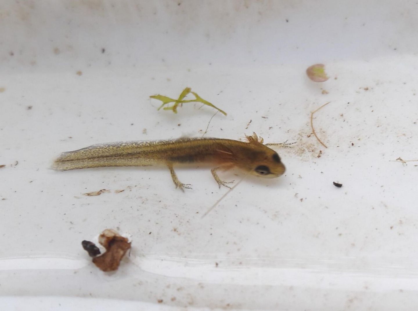Qualcuno sa riconoscere questa larva di tritone?