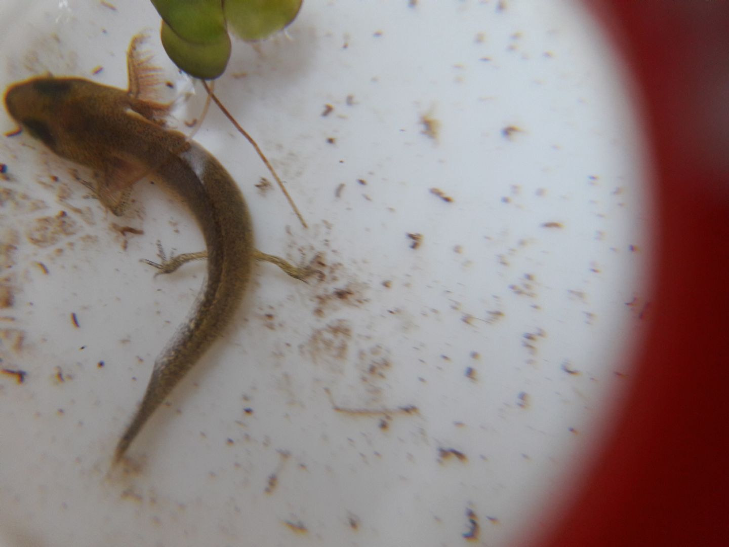 Qualcuno sa riconoscere questa larva di tritone?