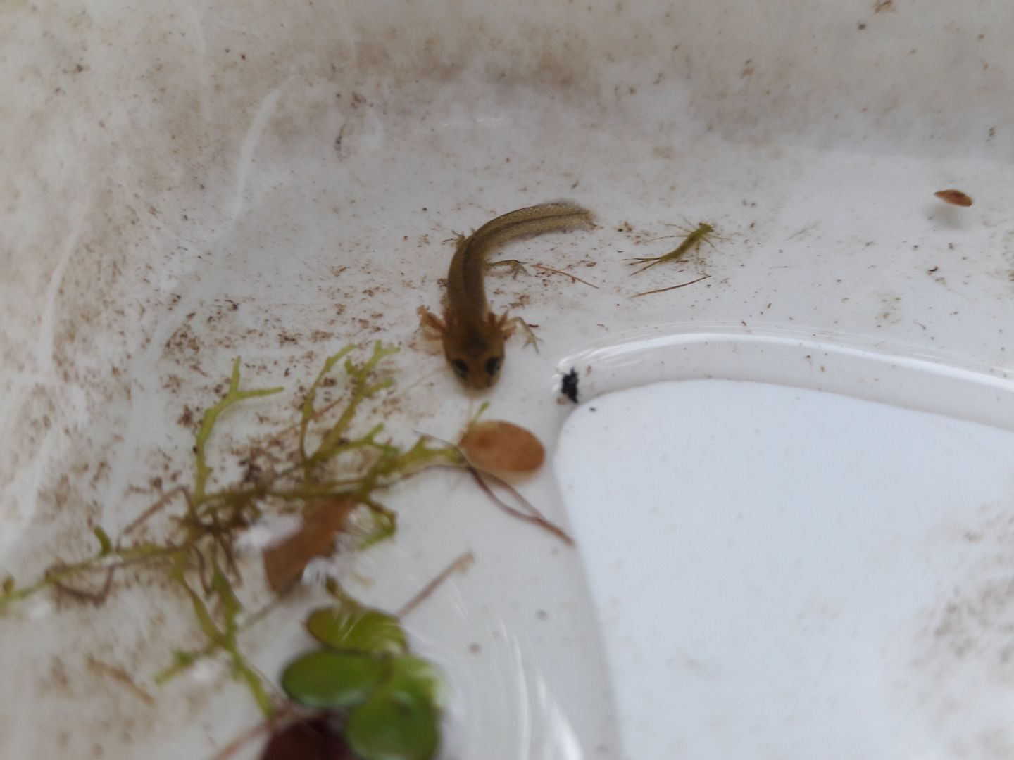 Qualcuno sa riconoscere questa larva di tritone?