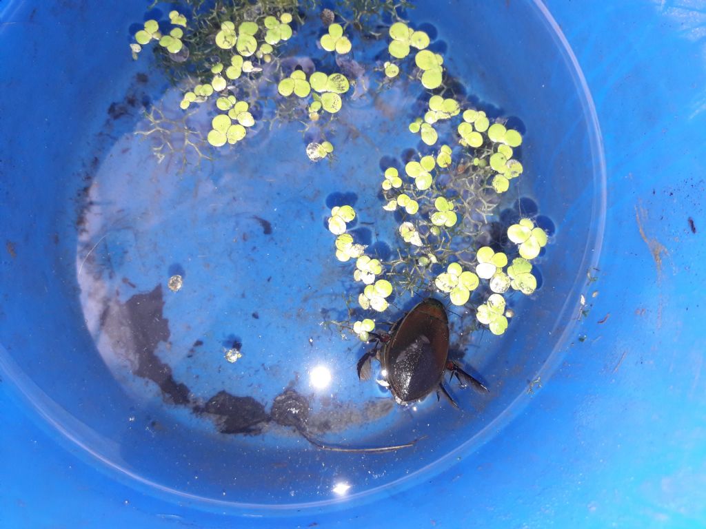 Dytiscidae: Cybister lateralimarginalis