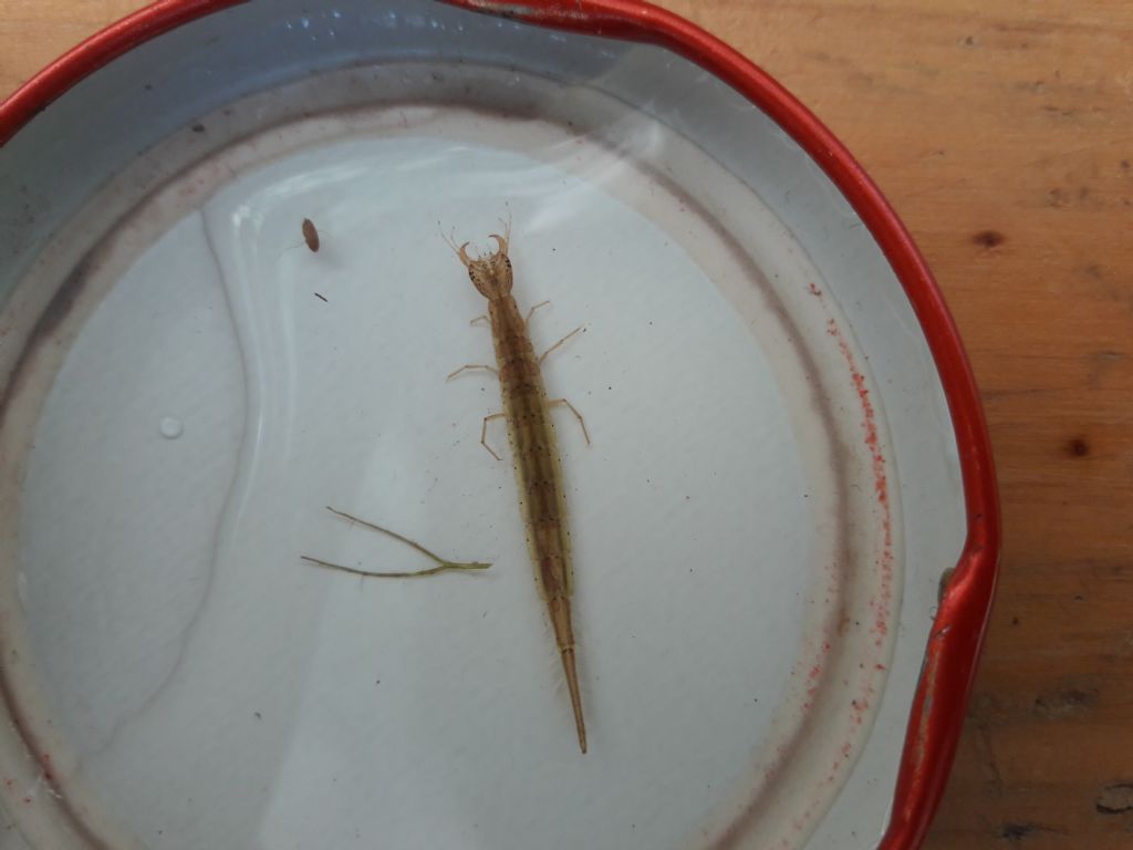 Dytiscidae: Cybister lateralimarginalis