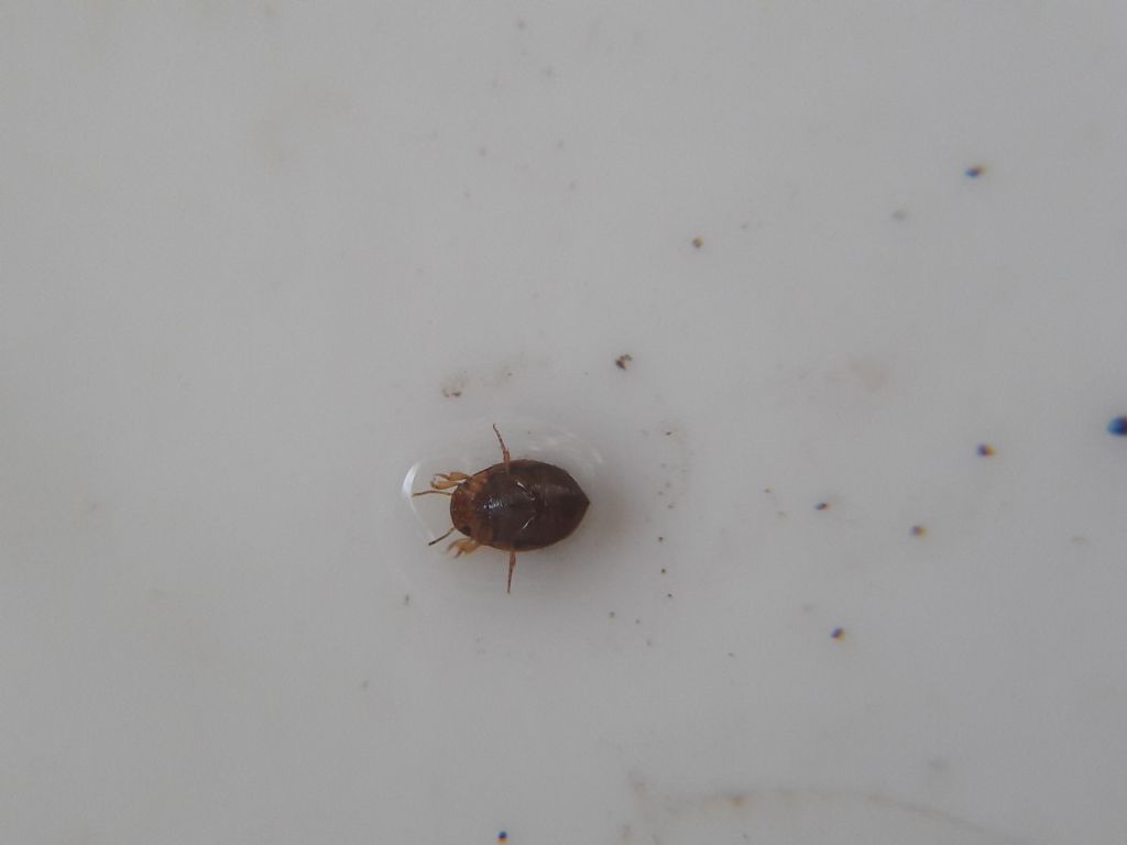 Dytiscidae: Agabus undulatus??