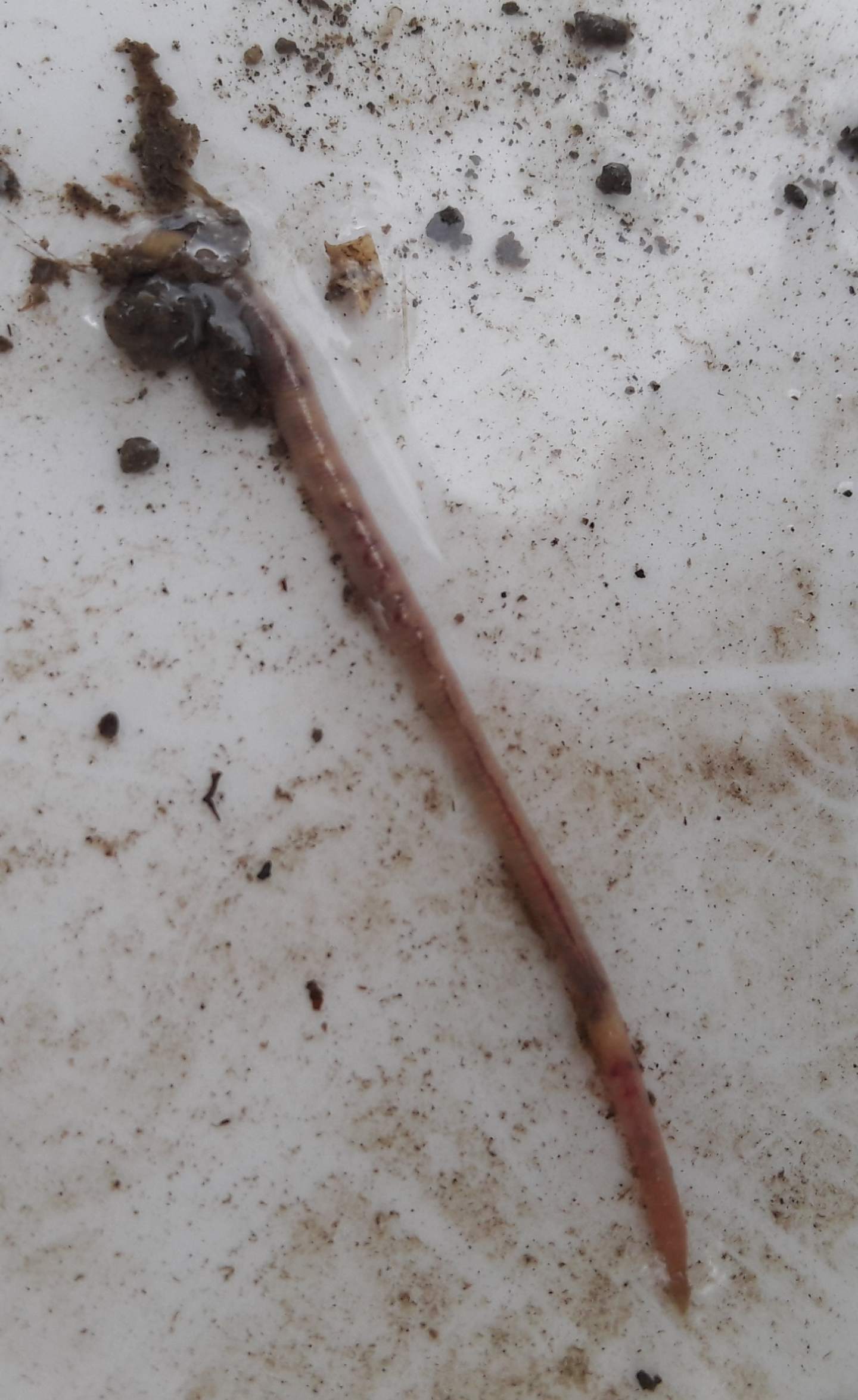 Identificazione lumbricidae?