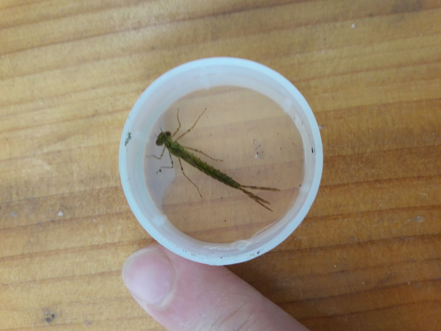 Ninfa di libellula: Chalcolestes cfr. parvidens