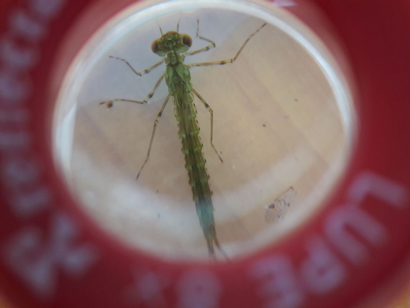 Ninfa di libellula: Chalcolestes cfr. parvidens