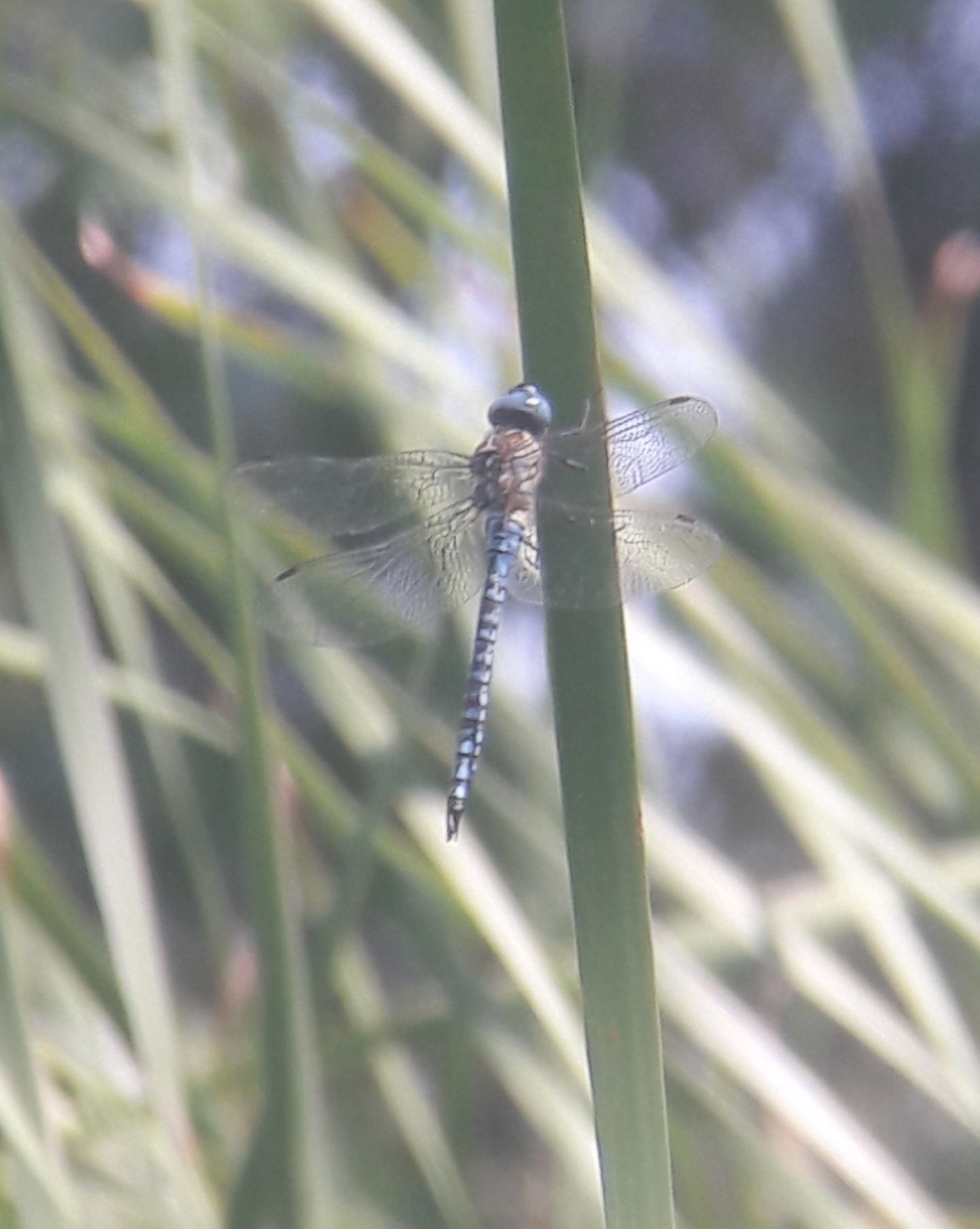 Aeshna mixta?