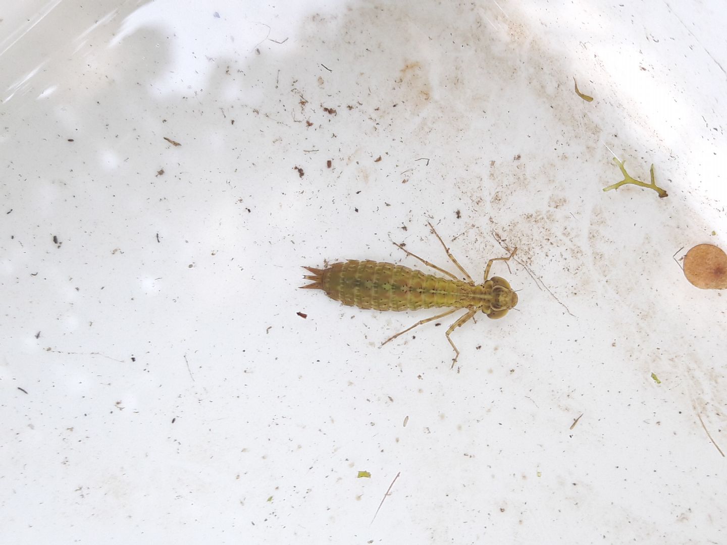 Aeshna mixta?
