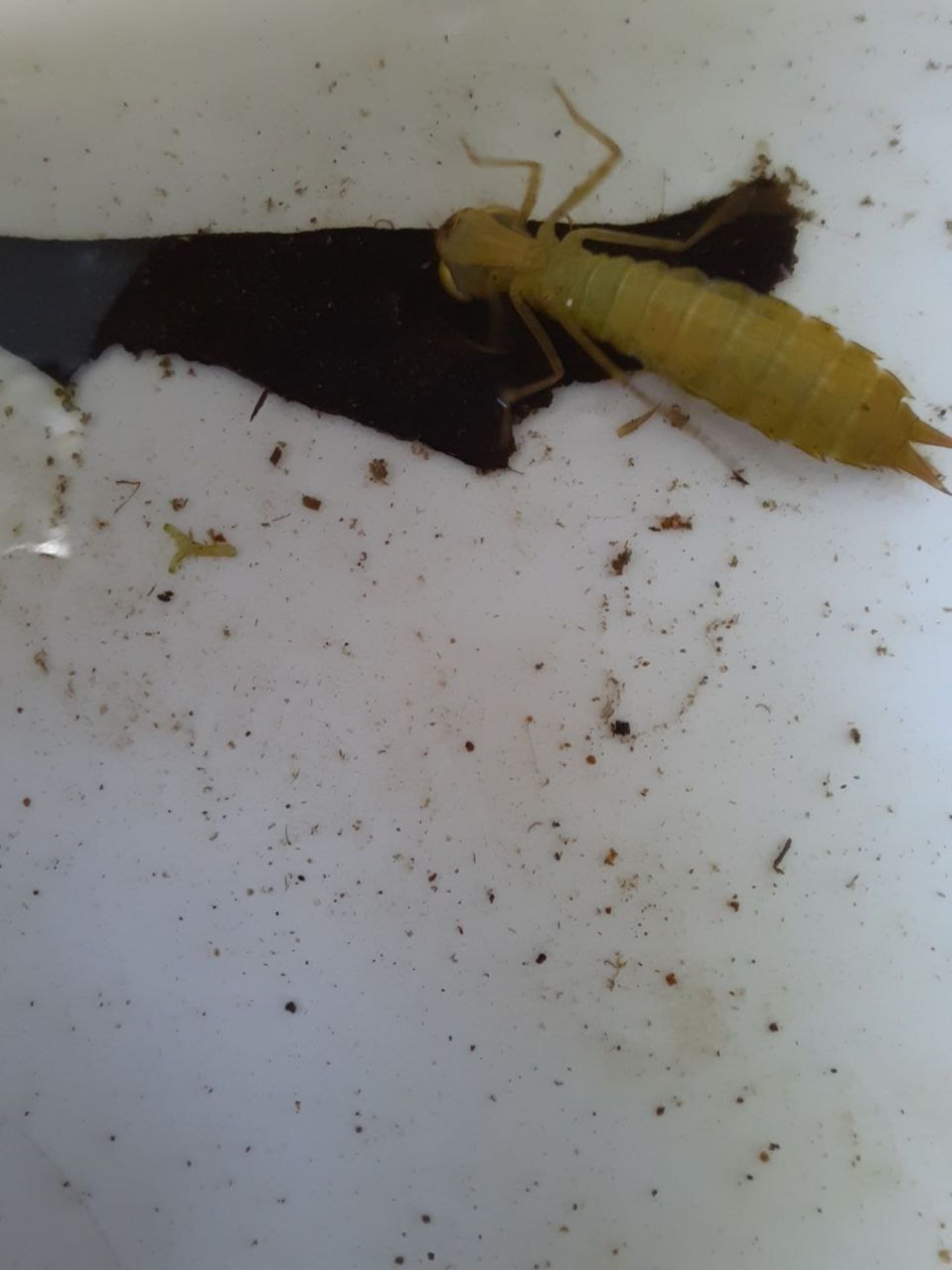 Aeshna mixta?
