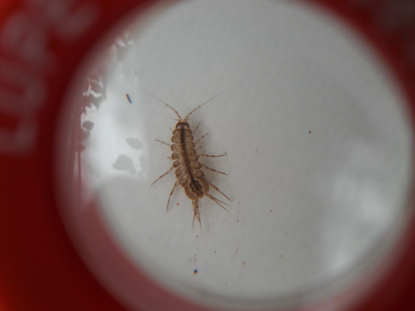 Asellus incinta?