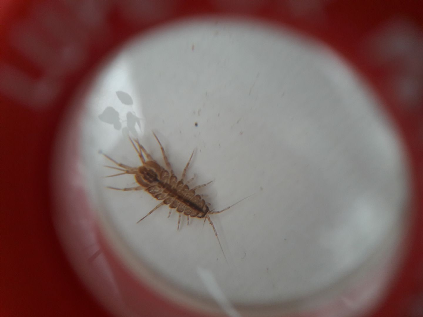 Asellus incinta?