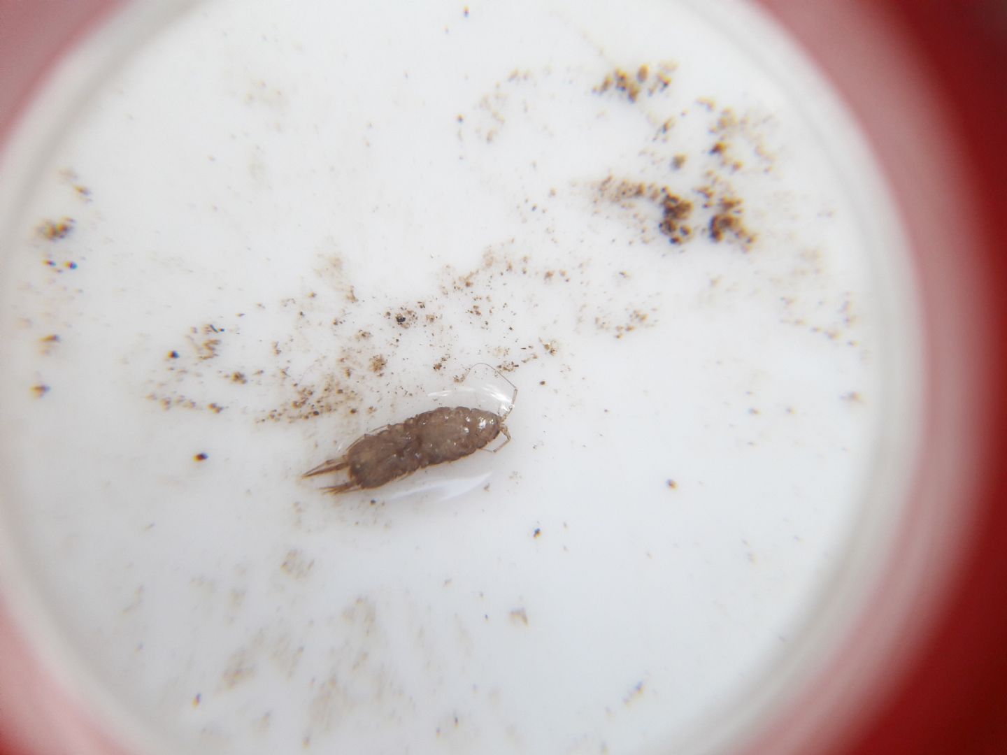 Asellus incinta?