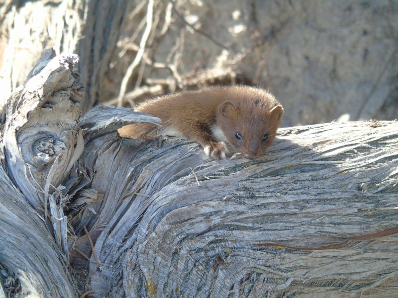 Donnola(Mustela nivalis boccamela)