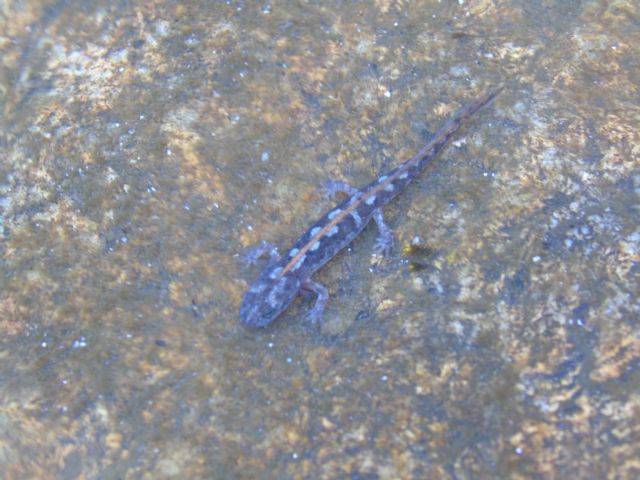 Larva di euprotto sardo