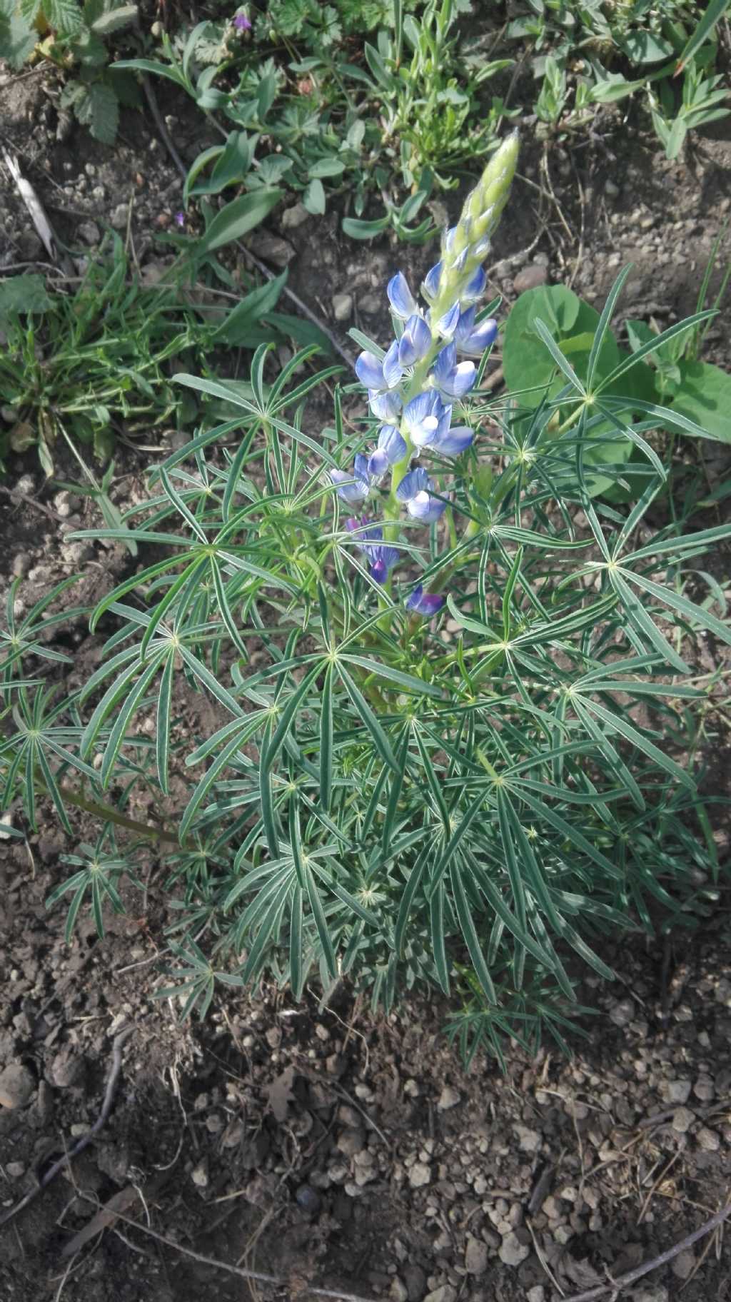 Lupinus angustifolius L. (Fabaceae)