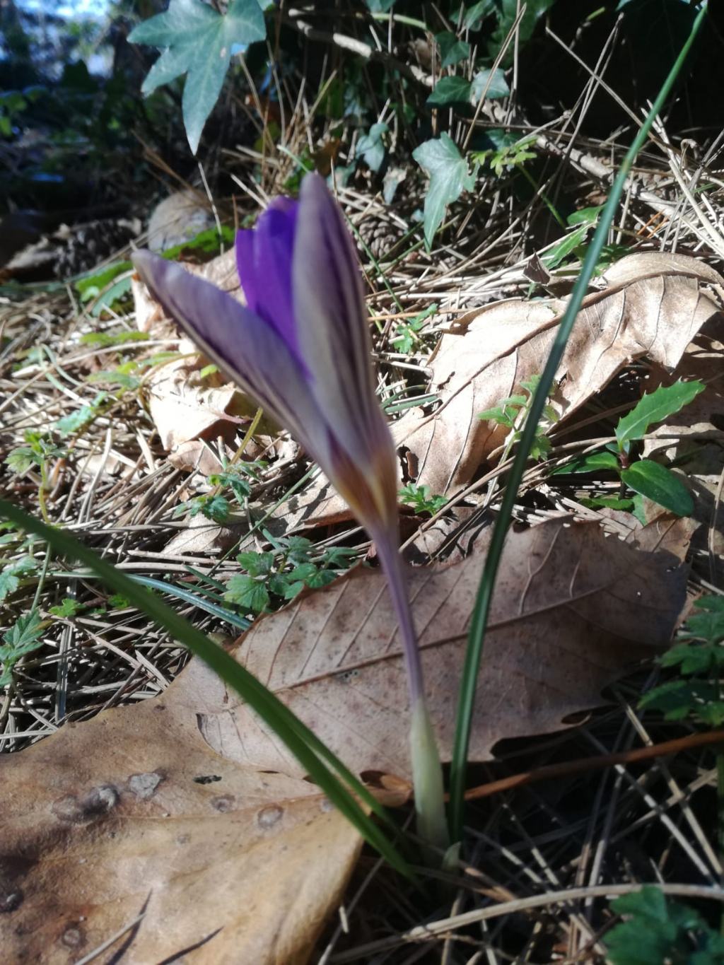 Crocus imperati  da confermare