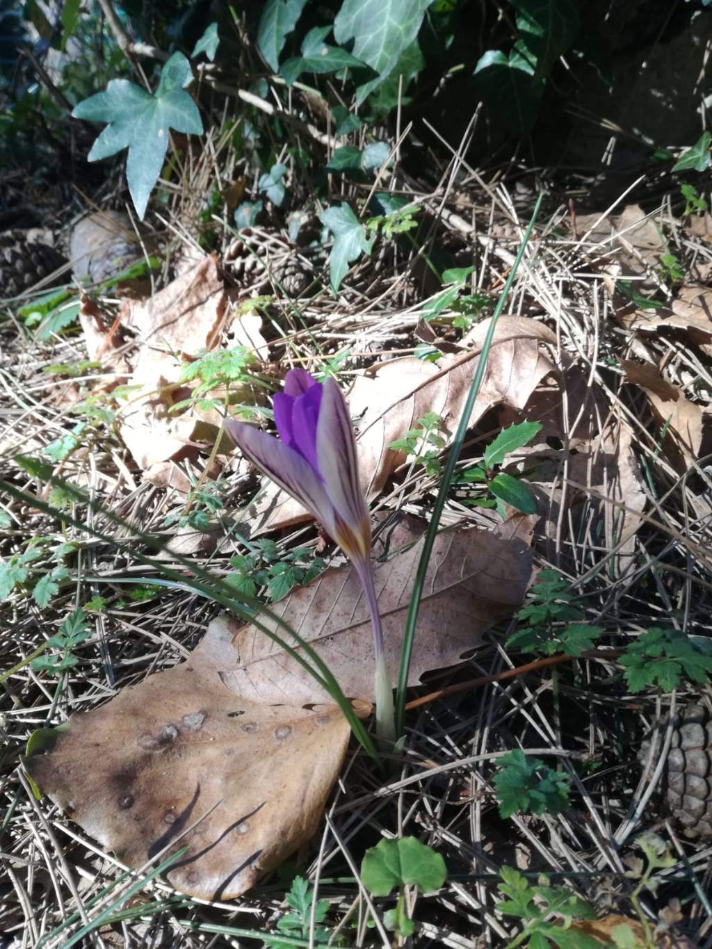 Crocus imperati  da confermare