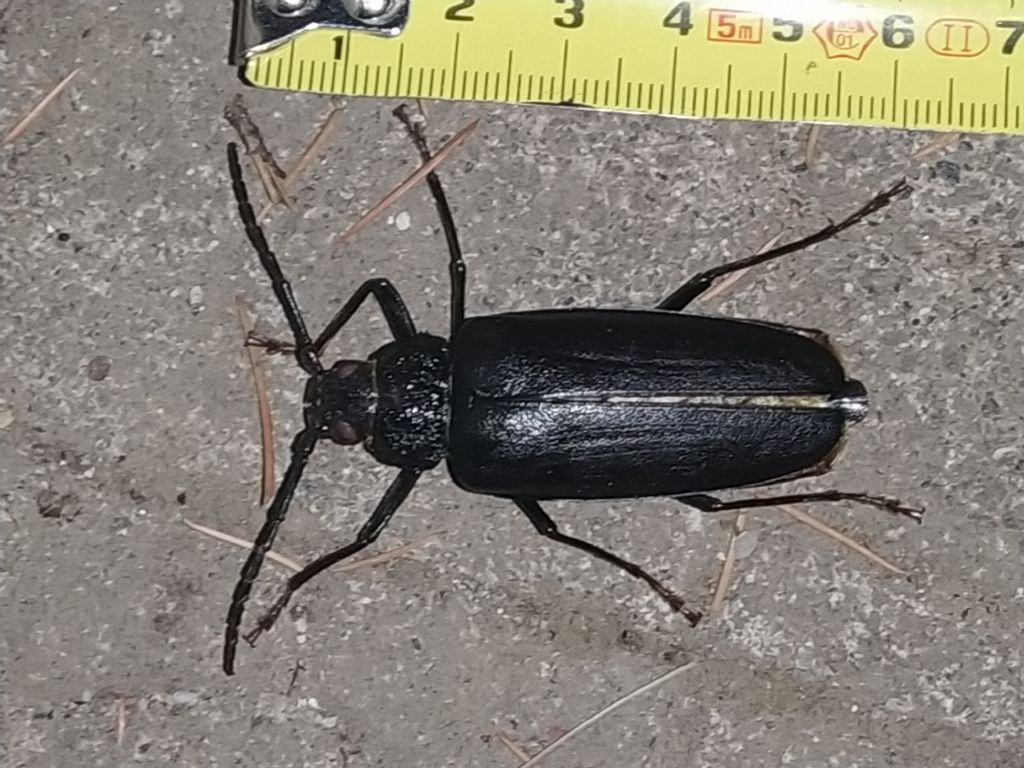 Cerambyx cerdo? No, Ergates faber