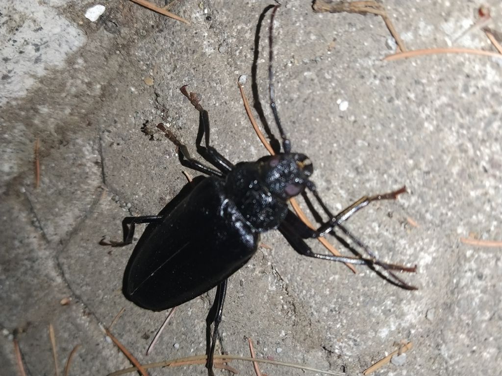 Cerambyx cerdo? No, Ergates faber