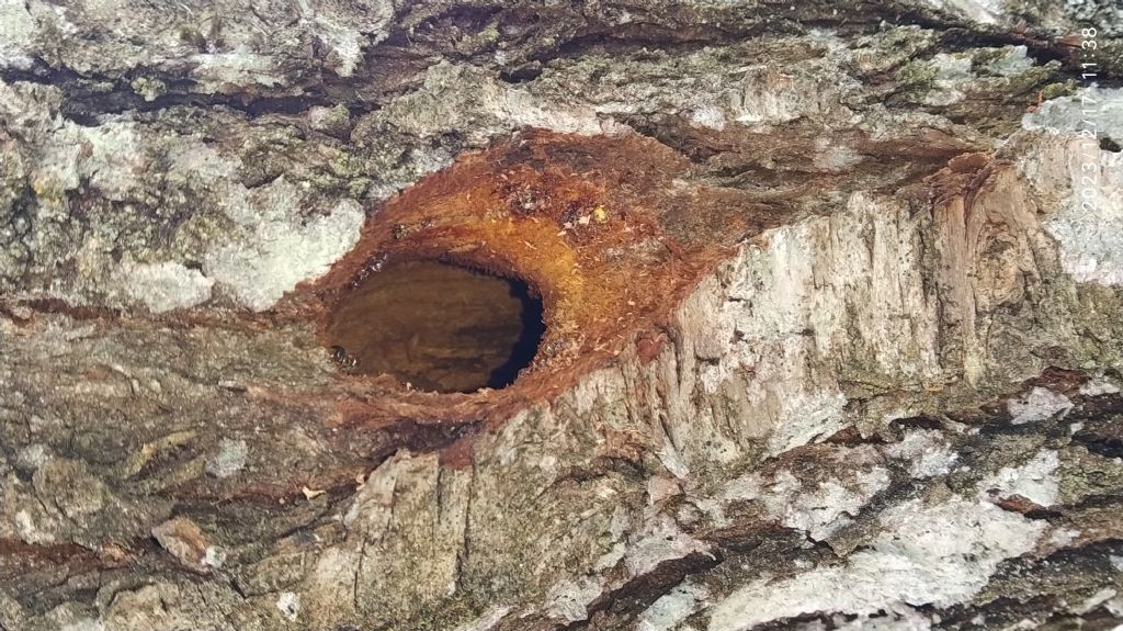 Richiesta identificazione possibile nido