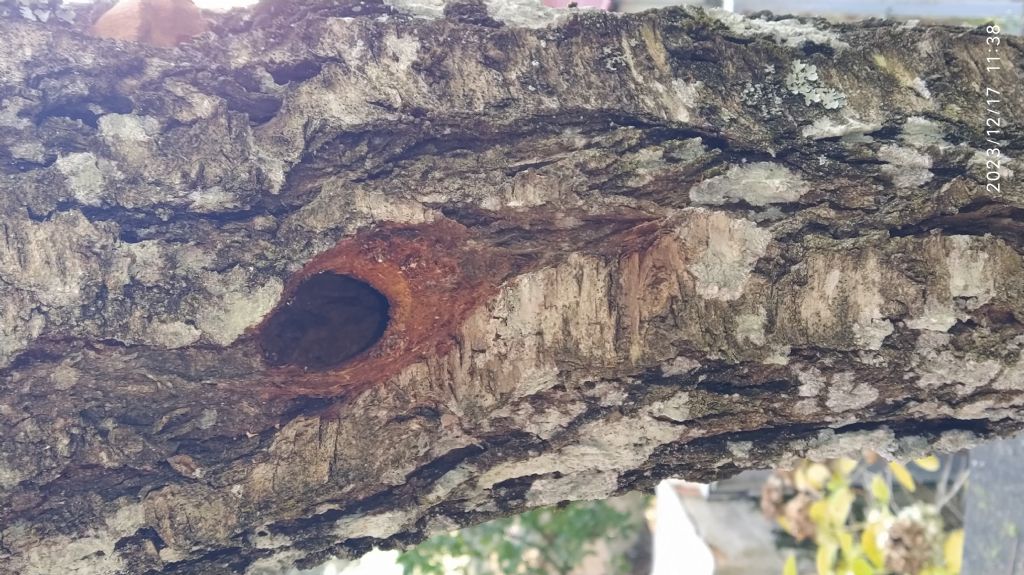 Richiesta identificazione possibile nido
