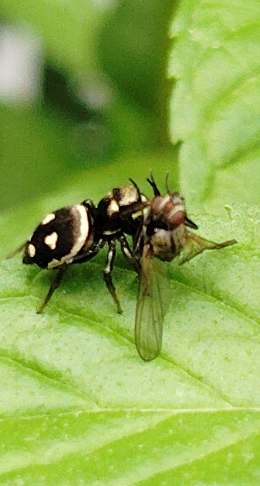 Heliophanus apiatus?